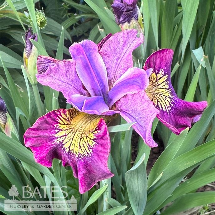 #1 Iris sibirica Miss Apple/ Red-Violet Siberian