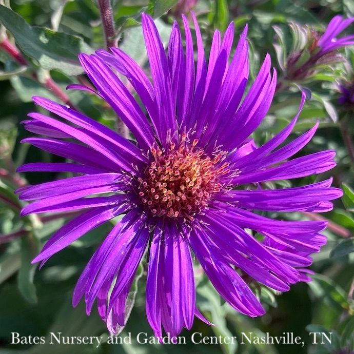 #1 Symphyotrichum nov-ang PW Grape Crush/ New England Aster Native (TN)