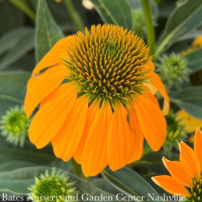 #1 Echinacea x Artisan 'Yellow Ombre'/ Coneflower