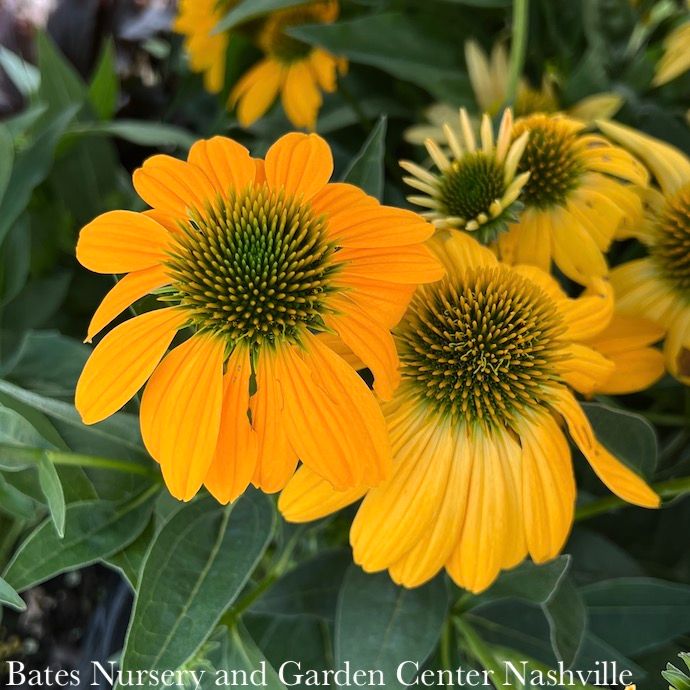 #1 Echinacea Artisan &#39;Yellow Ombre&#39;/ Coneflower