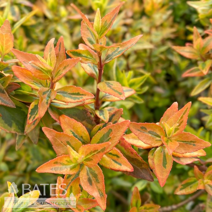 #3 Abelia x grand Kaleidoscope/ Variegated