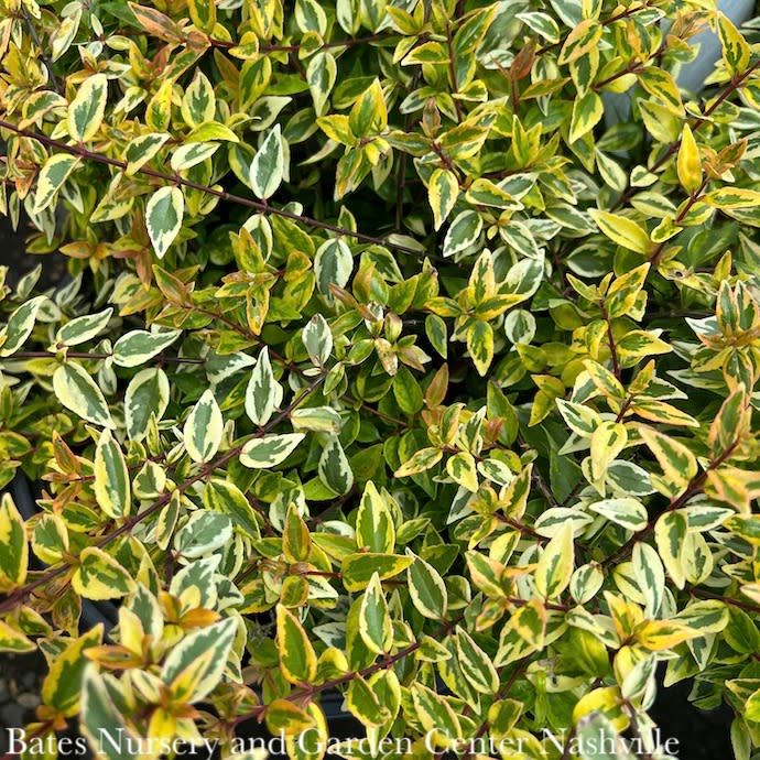 #3 Abelia x grand Kaleidoscope/ Variegated