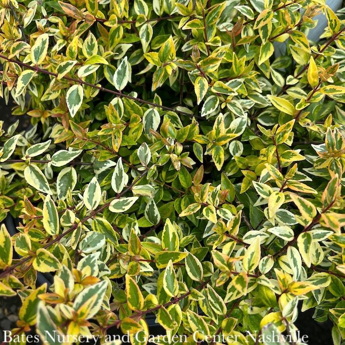 #3 Abelia x grand Kaleidoscope/ Variegated