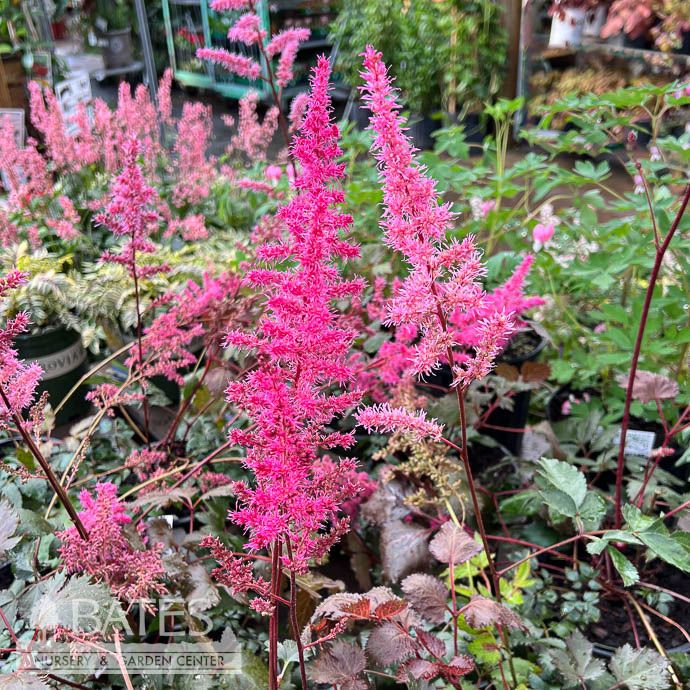 #1 Astilbe chin Mighty &#39;Chocolate Cherry&#39;/ Dark Foliage
