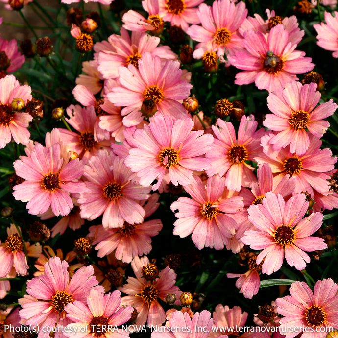 #1 Coreopsis vert Nova &#39;Sunstone&#39;/ Peachy Pink Tickseed Native (TN)