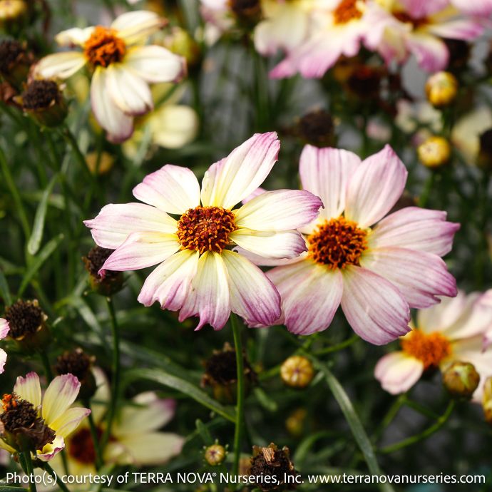 #1 Coreopsis vert Nova &#39;Jewel&#39;/ Yellow, Pink Tickseed Native (TN)