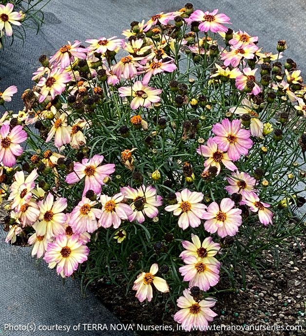 #1 Coreopsis vert Nova &#39;Jewel&#39;/ Yellow, Pink Tickseed Native (TN)