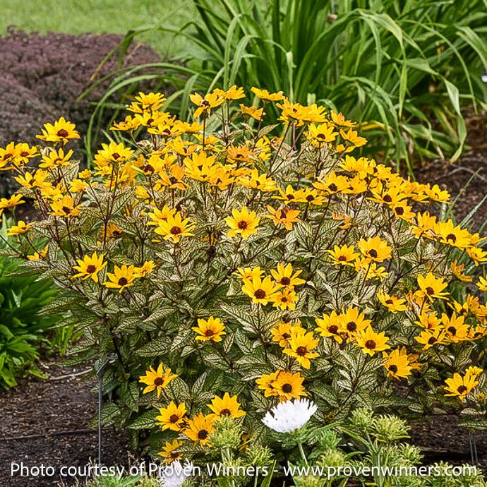 #1 Heliopsis heli PW Touch of Blush/ False Sunflower Native (TN)