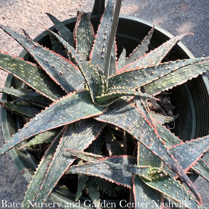 Tropical #1 Aloe x Christmas Carol