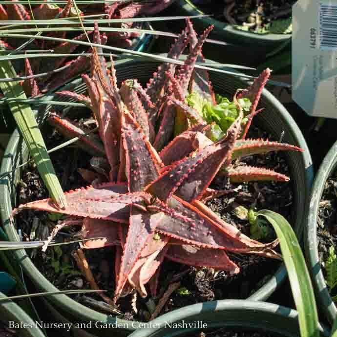 Tropical #1 Aloe x Christmas Carol