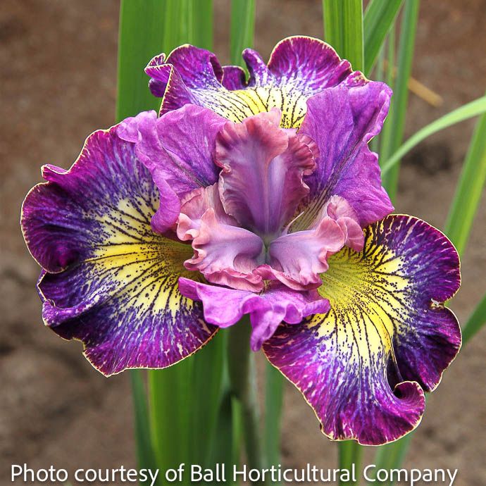 #1 Iris sibirica How Audacious/ Purple, Yellow Siberian