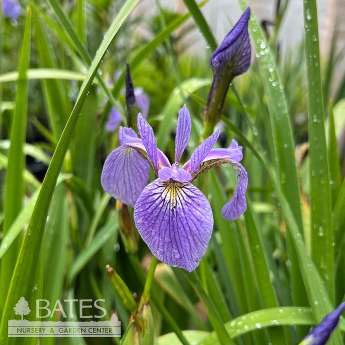#1 Iris versicolor/ Northern Blue Flag Native (R)