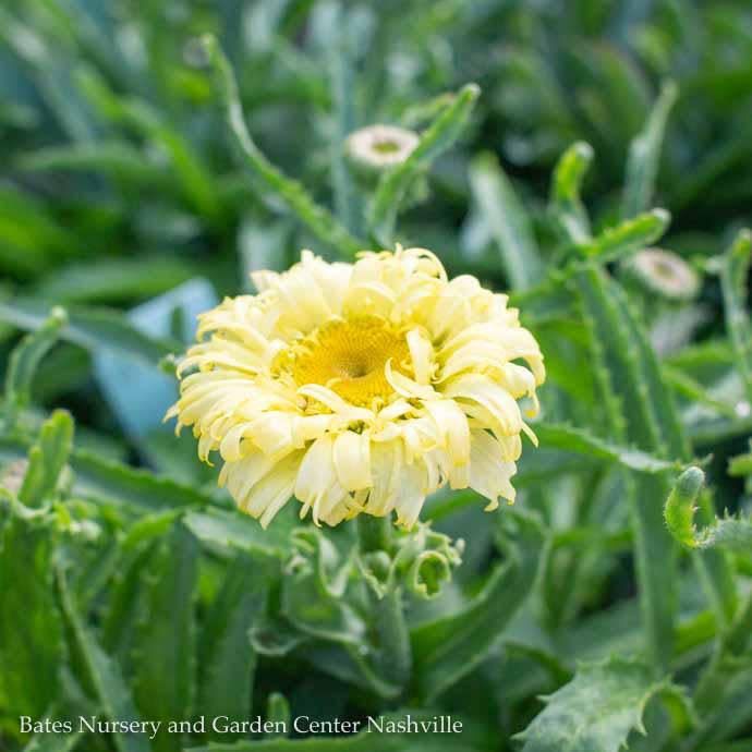 #1 Leucanthemum x superbum Goldfinch/ Yellow Shasta Daisy