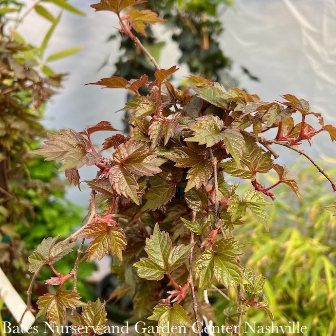 #1 Parthenocissus tri Veitchii/ Boston Ivy