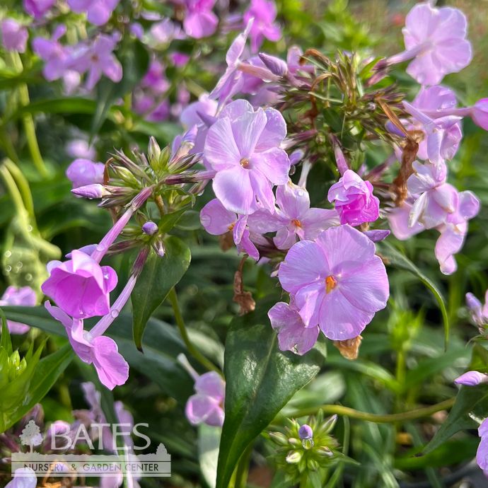 #1 Phlox x Fashionably Early Lavender Ice/ Upright