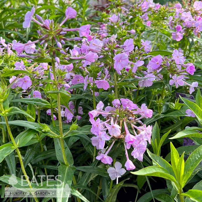 #1 Phlox x Fashionably Early Lavender Ice/ Upright