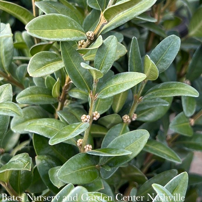 #6 Buxus Dee Runk/ Upright Boxwood