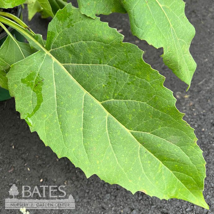 #1 Silphium perfoliatum/ Cup Plant Native (TN)