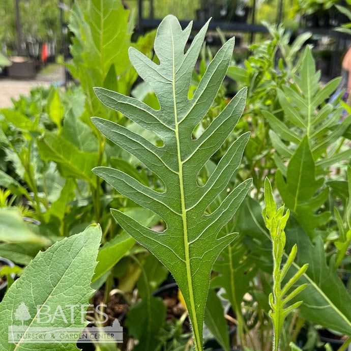 #1 Silphium laciniatum/ Compass Plant Native (TN)