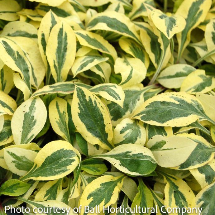 #1 Silene dioica Valley High/ Variegated Pink Catchfly