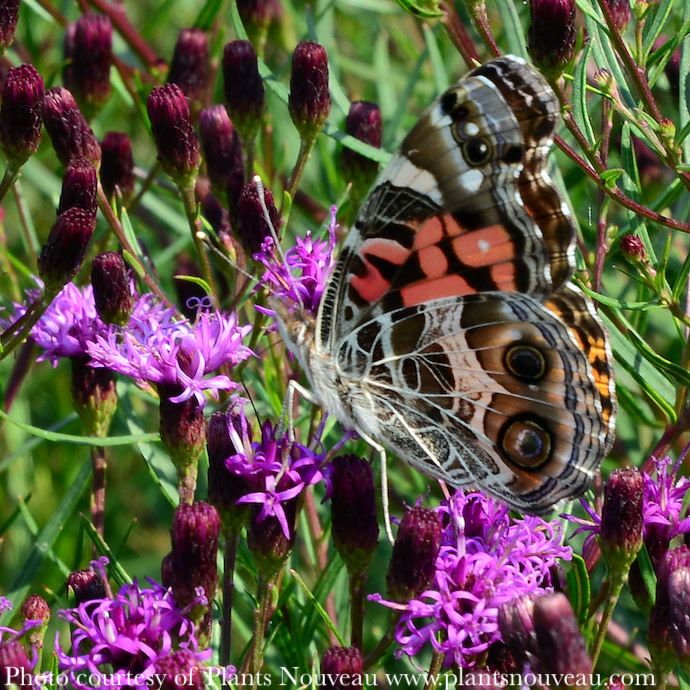 #1 Vernonia lettermanii x angustifolia Summer Swan Song/ Dwarf Ironweed Native (R)