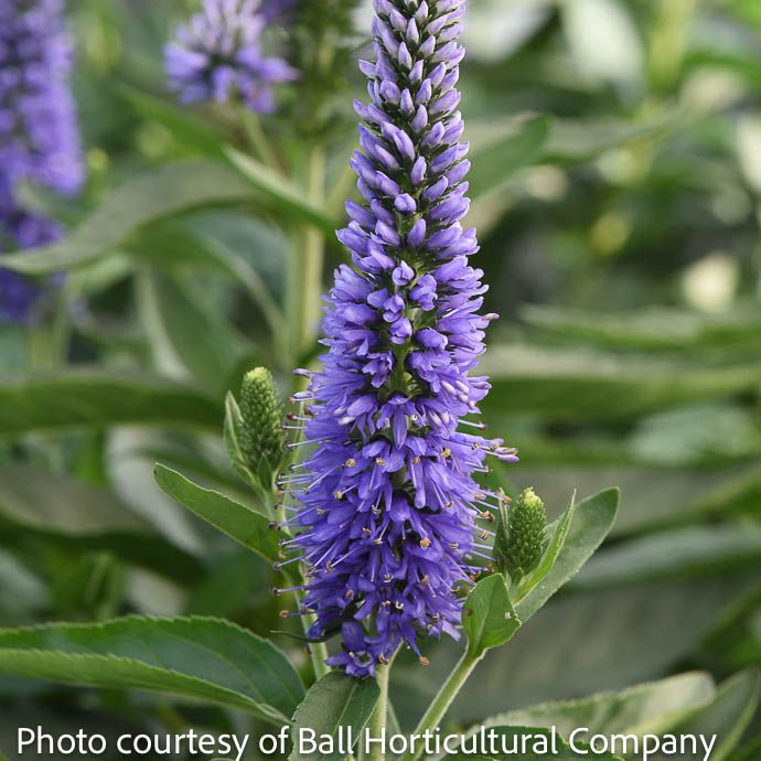 #1 Veronica x Vernique &#39;Skyward Blue&#39;/ Speedwell