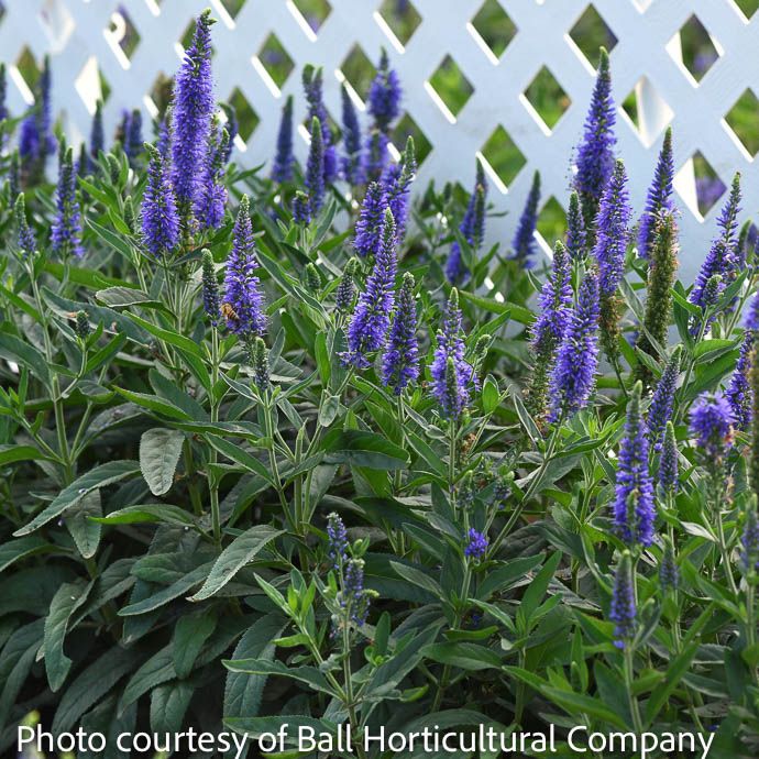#1 Veronica x Vernique &#39;Skyward Blue&#39;/ Speedwell