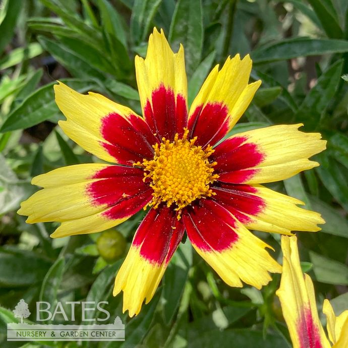 #1 Coreopsis x Super Star/ Tickseed