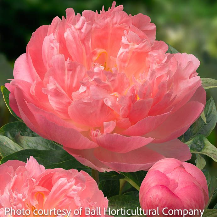 #1 Paeonia x Pink Hawaiian Coral/ Semi-Dbl Coral-Pink Peony