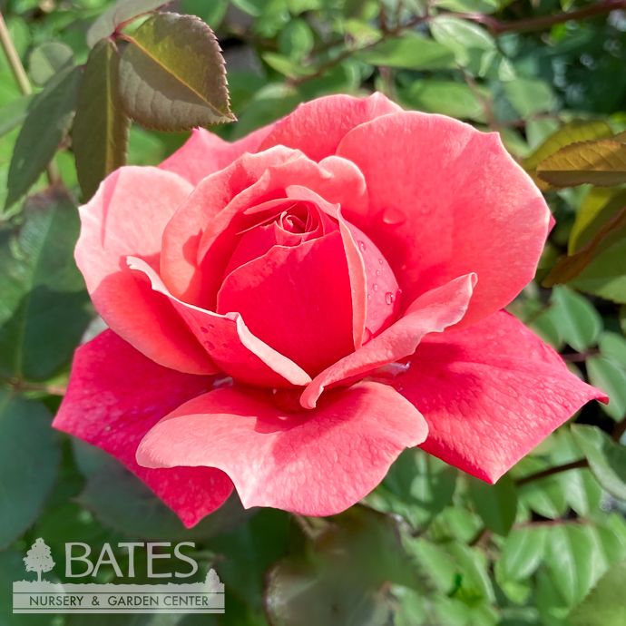 #3 Rosa Uptown Girl/ Pink Grandiflora Rose - No Warranty