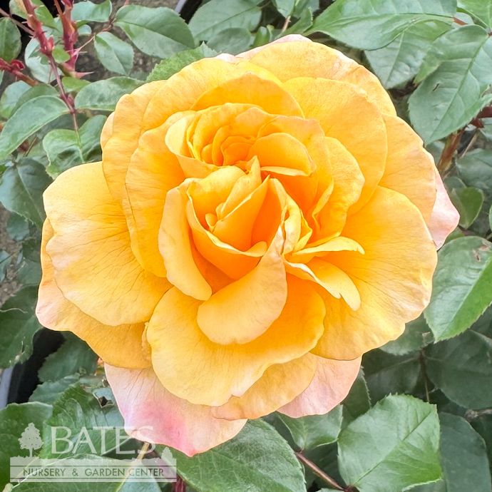 #3 Rosa Morning Glow/ Yellow and Pink Floribunda Rose - No Warranty