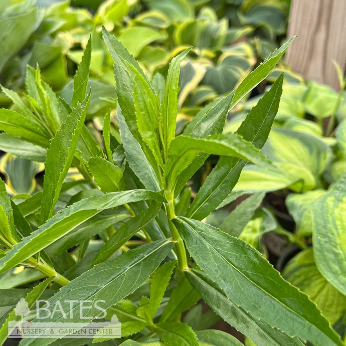 #1 Physostegia virg Rosea/ Pink Obedient Plant Native (TN)