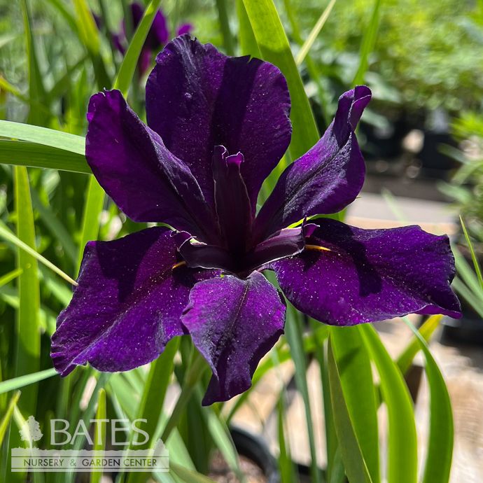 #1 Iris x Full Eclipse/ Purple Louisiana