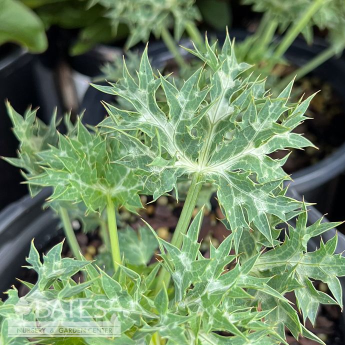 #1 Eryngium bourgatii Lapis Blue/ Mediterranean Sea Holly