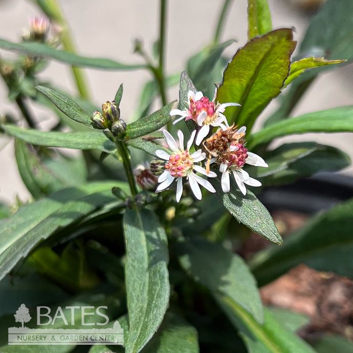 #1 Symphyotrichum lat Lady in Black/ Aster Native (TN)