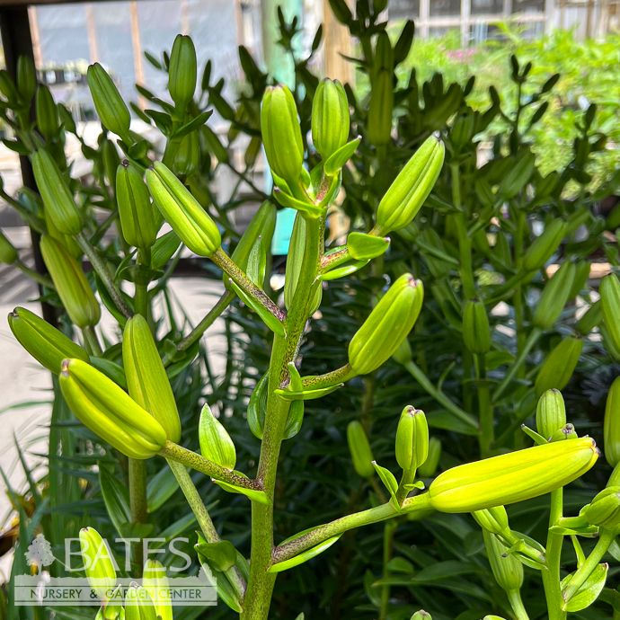 バルーンきんちゃく♡Lilly 他2点 Hardy Lily Lilium Asiatic Tiny Double Dutch® from Netherland Bulb