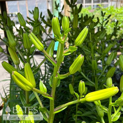 1 Lilium x Double Backhand/ Yellow Lily