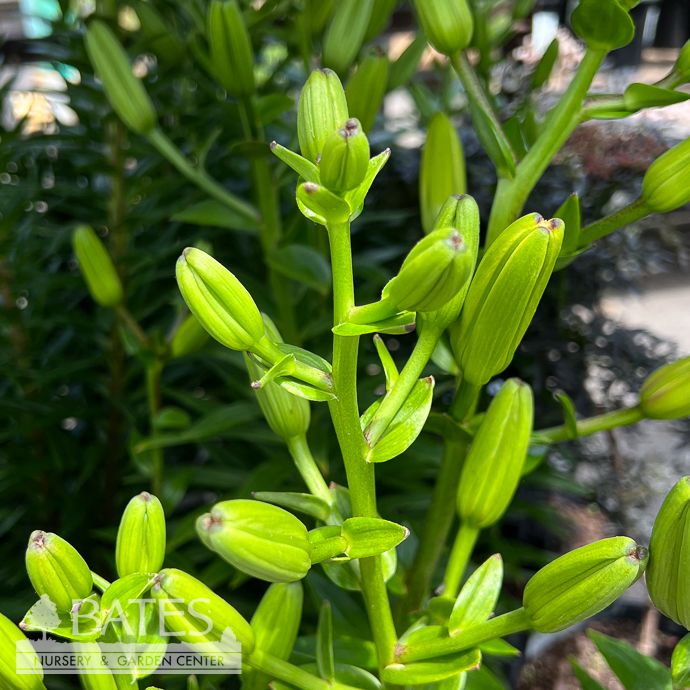 #1 Lilium x Double Crosscourt/ Yellow Lily