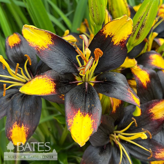#1 Lilium Tiny Massive/ Yellow, Black Asiatic Lily