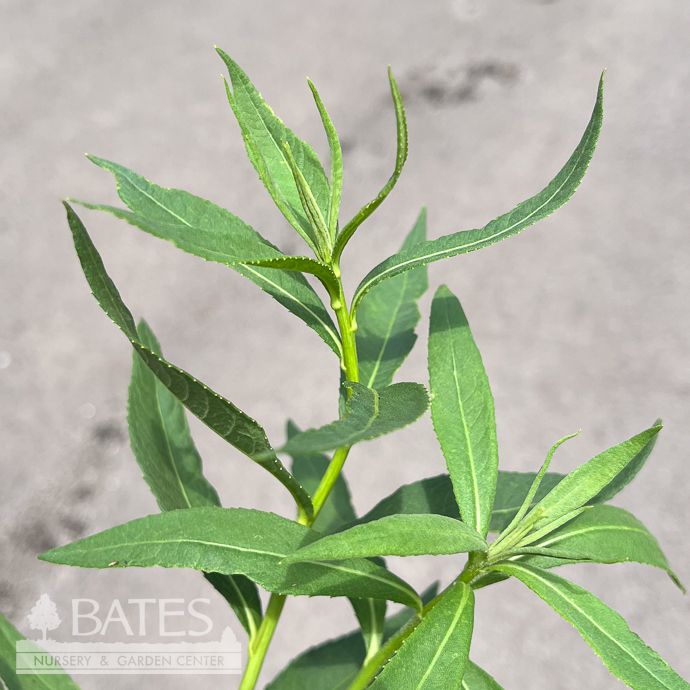 #1 Vernonia arkansana/ Curlytop Ironweed Native (R)