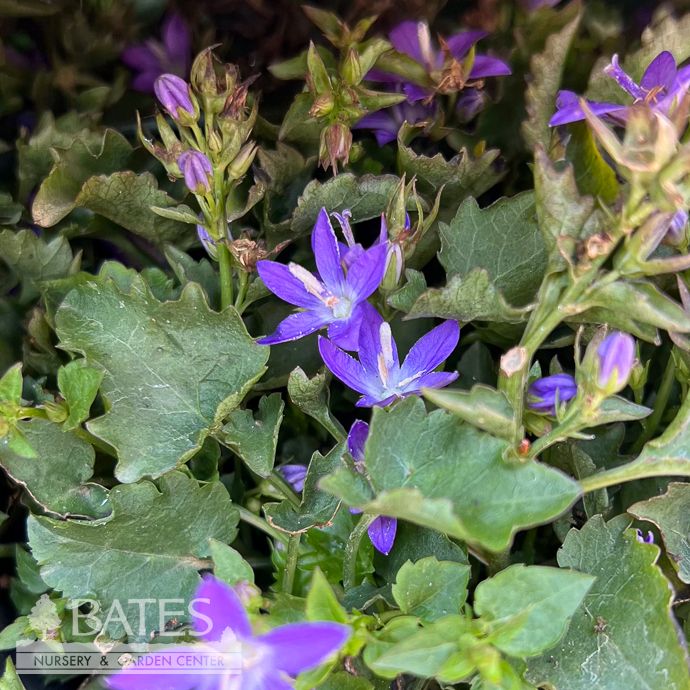 #1 Campanula posch Arctic Falls/ Purple Bellflower