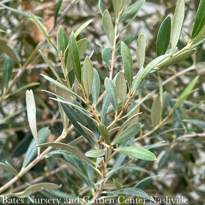 4p! Olea europaea Arbequina/Ornamental Olive Bush /Tropical - No Warranty
