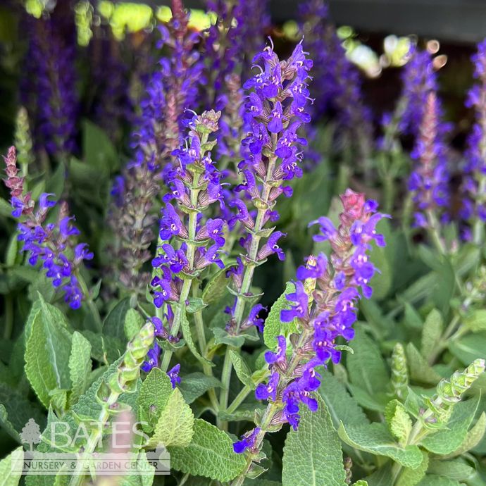 #1 Salvia nem Blue Bouquetta/ Meadow Sage