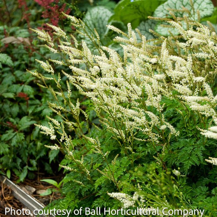#1 Aruncus aethusifolius/ Dwarf Goats Beard