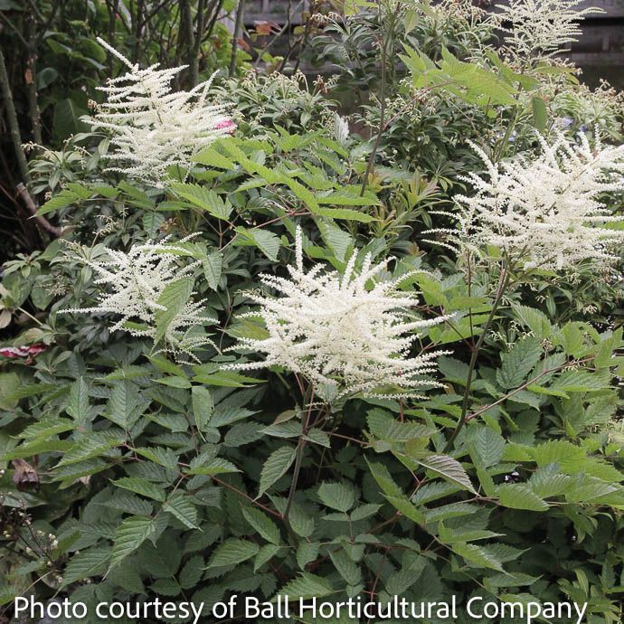 #1 Aruncus aethusifolius/ Dwarf Goats Beard