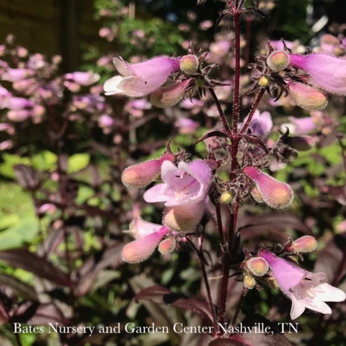 #1 Penstemon x Dark Towers/ Beardtongue