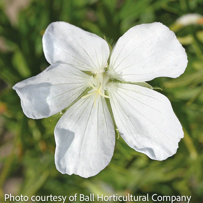 #1 Geranium sang Album/ White Cranesbill