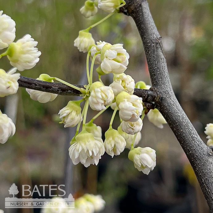 #7 Cercis can White Pom Poms/ Redbud Native (TN)