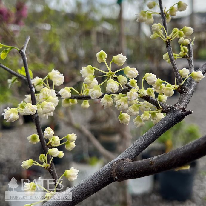 #7 Cercis can White Pom Poms/ Redbud Native (TN)