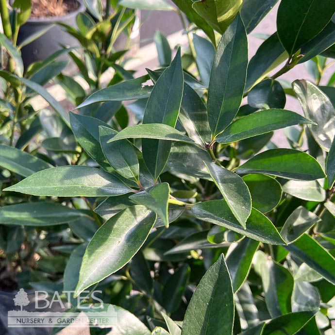 #3 Ilex x SL Screen Play/ Columnar Holly (self-fertile)